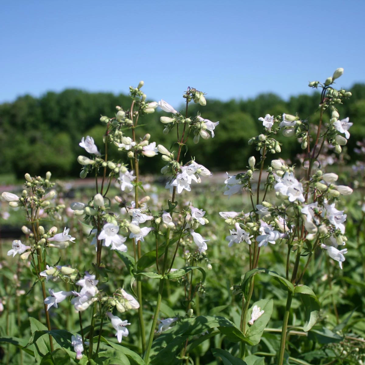 Penstemon Digitalis Beardtongue 3 Penstemon Digitalis Beardtongue