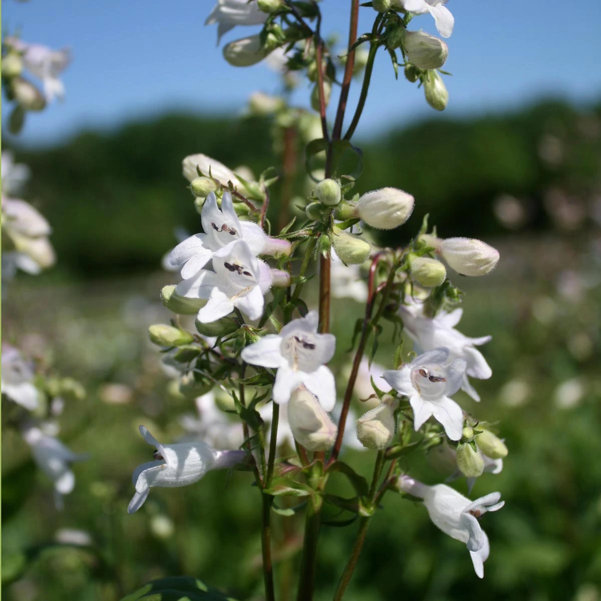 Penstemon Digitalis Beardtongue 4 Penstemon Digitalis Beardtongue - Image 2