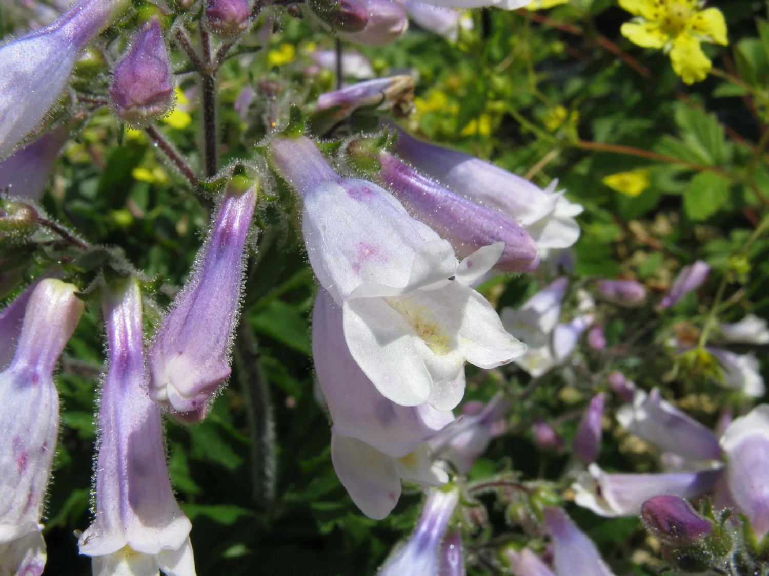 Penstemon Hirsutus Var. Pygmaeus Beardtongue 4 Penstemon Hirsutus Var. Pygmaeus Beardtongue - Image 2