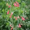 Penstemon Barbatus Coccineus Fireworks Beardtongue 2 Penstemon Barbatus Coccineus Fireworks Beardtongue -Rare Roots PenstemonFireworks