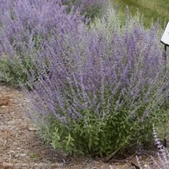 Perovskia 'Prime Time' Russian Sage