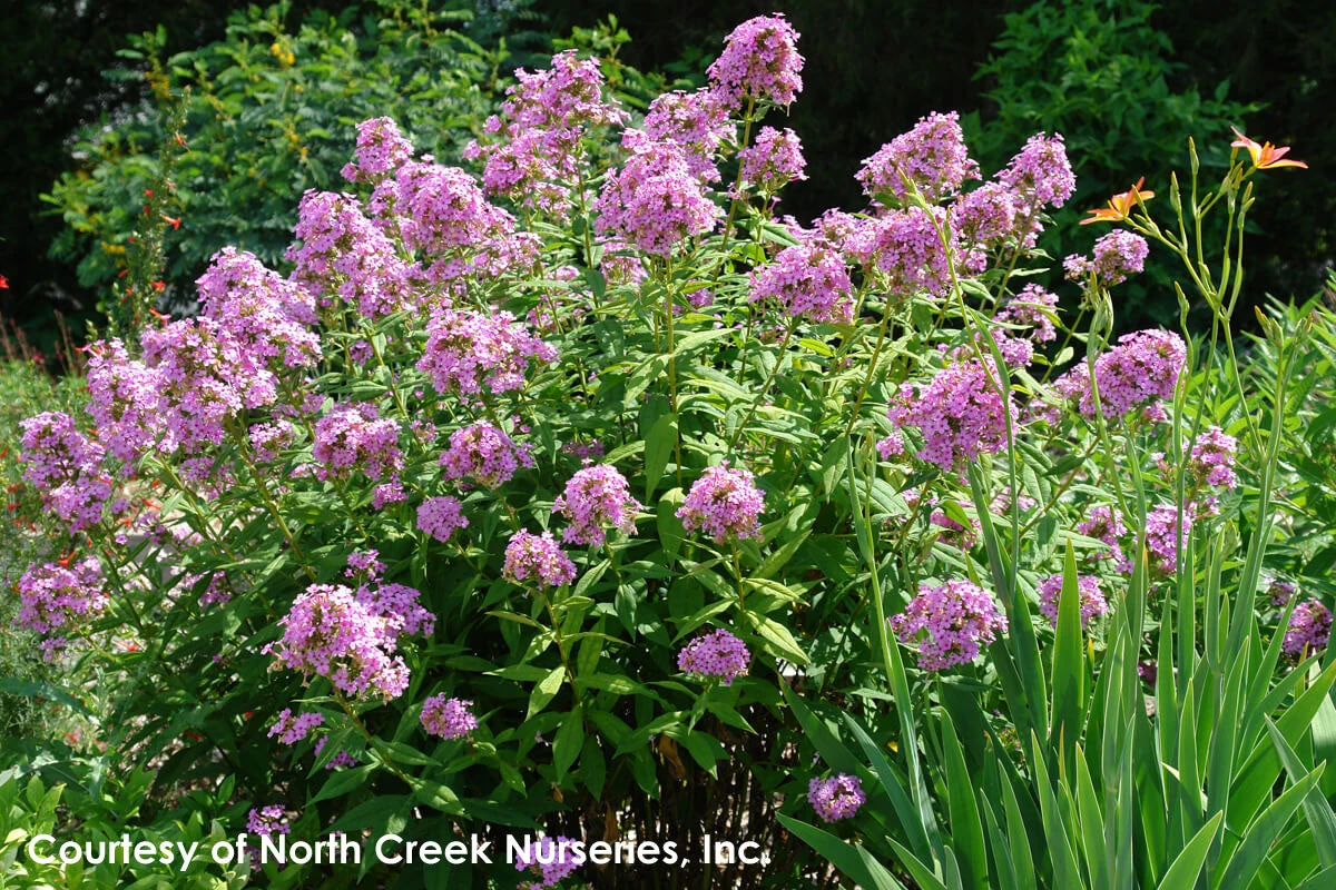Phlox Paniculata 'Jeana' Garden Phlox 4 Phlox Paniculata 'Jeana' Garden Phlox - Image 2