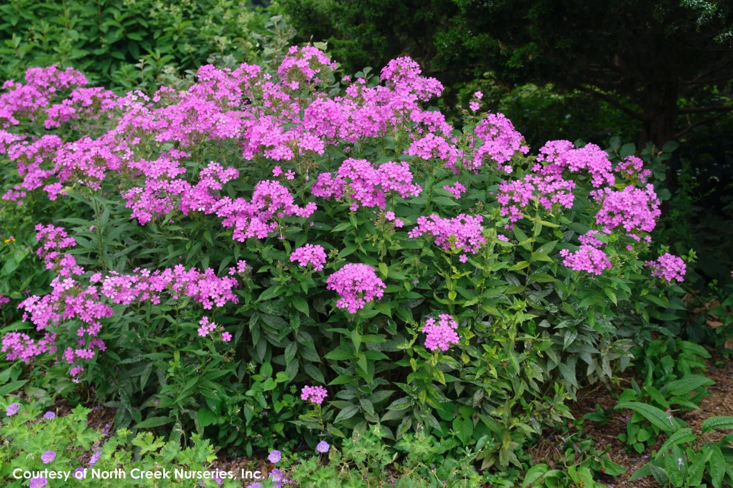 Phlox Paniculata 'Robert Poore' Garden Phlox 3 Phlox Paniculata 'Robert Poore' Garden Phlox
