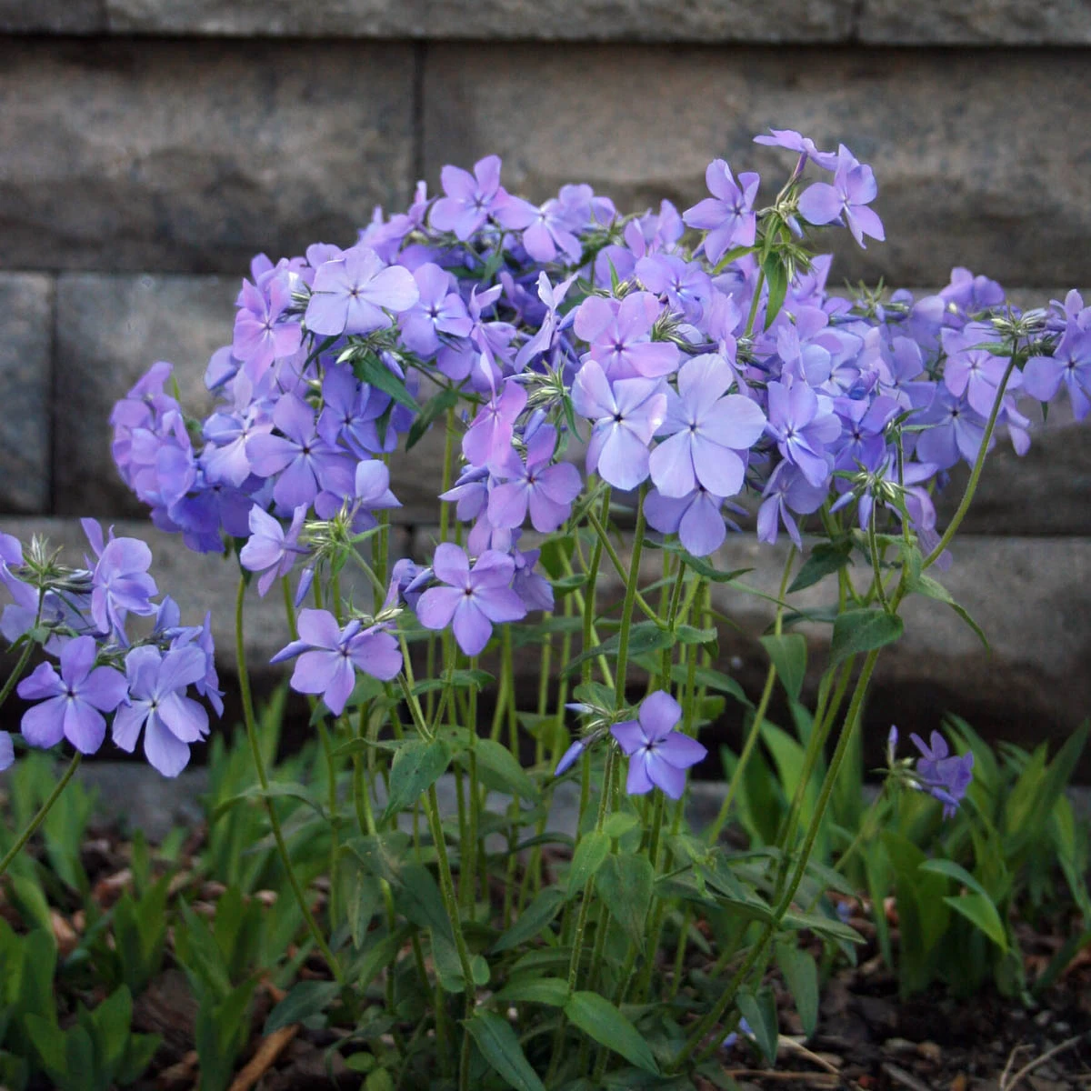 Phlox Divaricata 'Blue Moon' Woodland Phlox 3 Phlox Divaricata 'Blue Moon' Woodland Phlox
