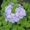 Phlox Stolonifera 'Blue Ridge' Creeping Phlox 2 Phlox Stolonifera 'Blue Ridge' Creeping Phlox -Rare Roots Phlox Blue Ridge Woodland Phlox