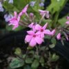 Phlox Stolonifera 'Home Fires' Creeping Woodland Phlox -Rare Roots Phlox Home Fires