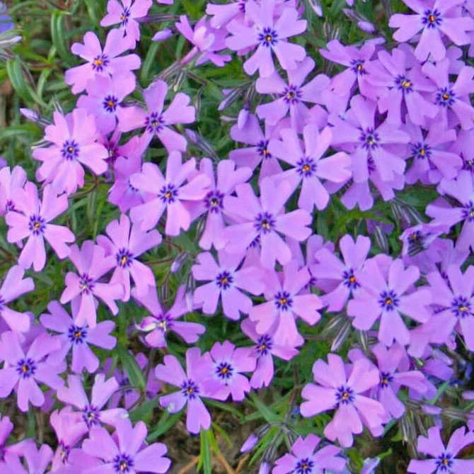 Phlox Subulata 'Purple Beauty' Creeping Phlox 4 Phlox Subulata 'Purple Beauty' Creeping Phlox - Image 2