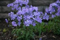 Phlox Divaricata 'Blue Moon' Woodland Phlox 7 Phlox Divaricata 'Blue Moon' Woodland Phlox -Rare Roots Phlox div Blue Moon in landscape EZ