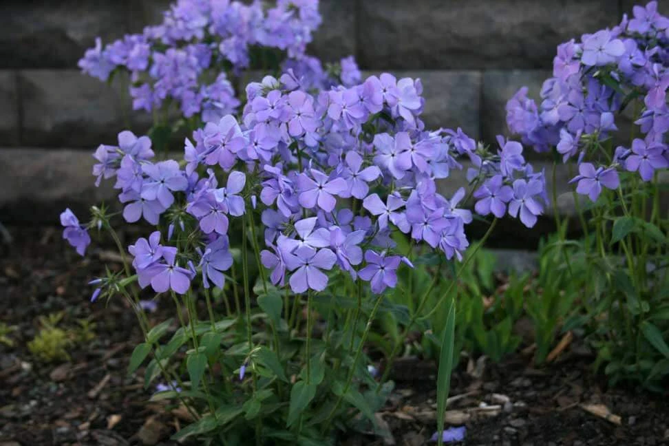 Phlox Divaricata 'Blue Moon' Woodland Phlox 4 Phlox Divaricata 'Blue Moon' Woodland Phlox - Image 2