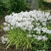 Phlox Divaricata 'May Breeze' Woodland Phlox 2 Phlox Divaricata 'May Breeze' Woodland Phlox -Rare Roots Phlox divaricata May Breeze Woodland Phlox Landscape