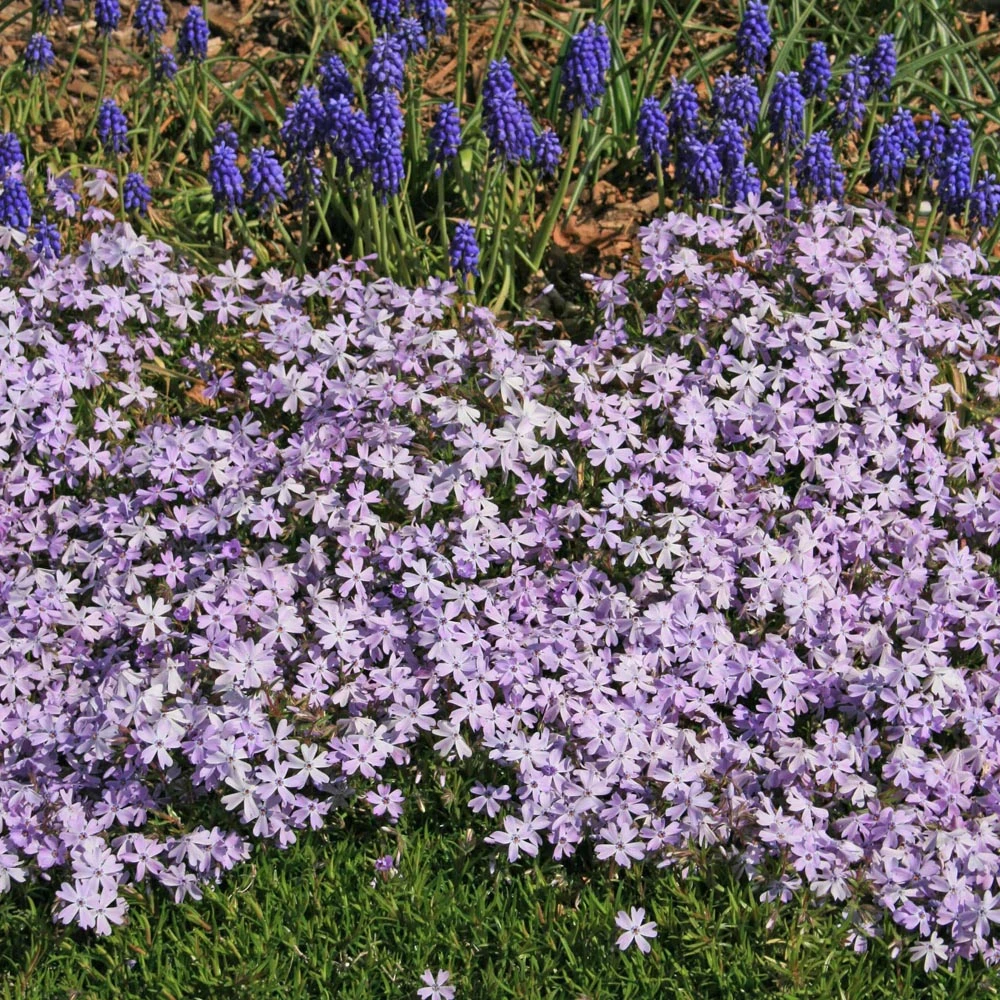 Phlox Subulata 'Emerald Blue' Creeping Phlox 4 Phlox Subulata 'Emerald Blue' Creeping Phlox - Image 2
