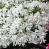 Phlox Subulata 'Snowflake' Creeping Phlox 2 Phlox Subulata 'Snowflake' Creeping Phlox -Rare Roots Phlox subulata Snowflake Creeping Phlox