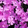 Phlox Subulata 'Emerald Pink' Creeping Phlox 1 Phlox Subulata 'Emerald Pink' Creeping Phlox -Rare Roots Phlox subulata emerald pink creeping phlox