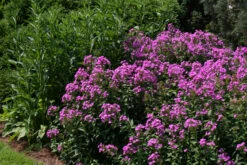 Phlox Paniculata 'Robert Poore' Garden Phlox 8 Phlox Paniculata 'Robert Poore' Garden Phlox -Rare Roots Phlox Robert Poore EZ