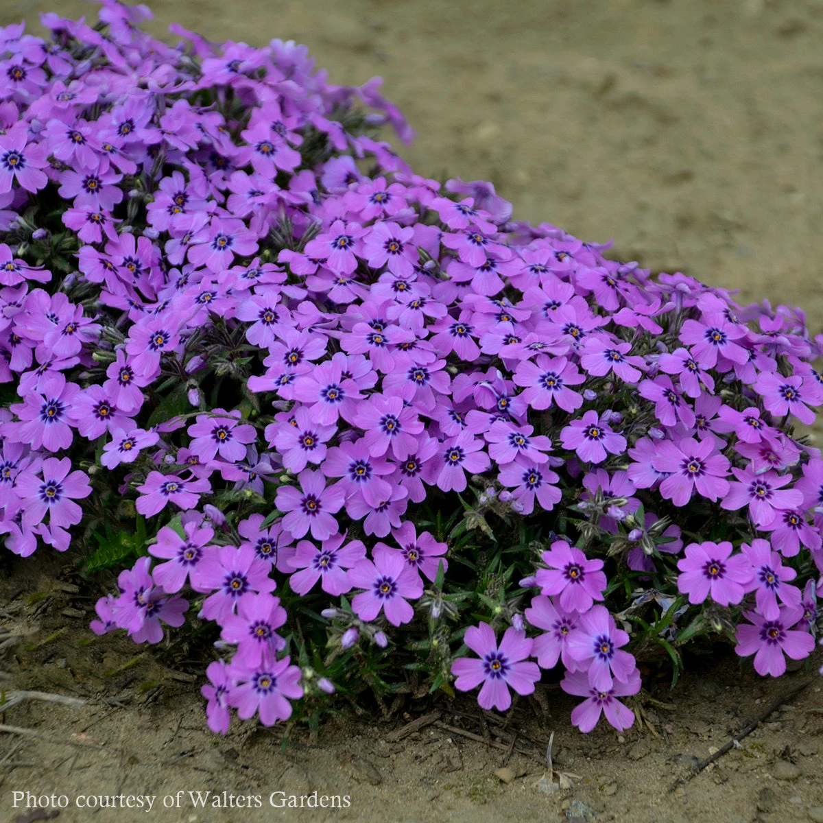 Phlox Subulata 'Eye Shadow' Creeping Phlox 3 Phlox Subulata 'Eye Shadow' Creeping Phlox