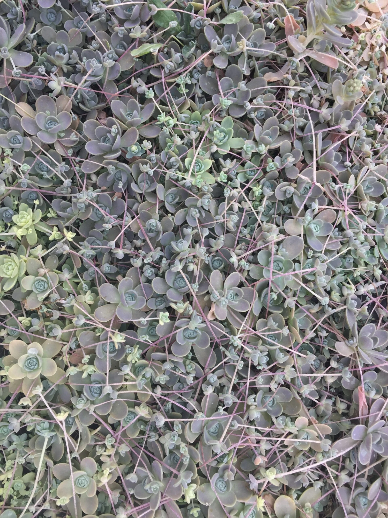 Orostachys Iwarenge Chinese Dunce Caps 4 Orostachys Iwarenge Chinese Dunce Caps - Image 2