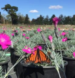 Dianthus 'Firewitch' Cheddar Pinks -Rare Roots Photo Oct 26 12 35 22 PM