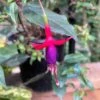 Fuchsia 'Sanihanf' 2 Fuchsia 'Sanihanf' -Rare Roots PhotosforRRWebsiteProducts 2
