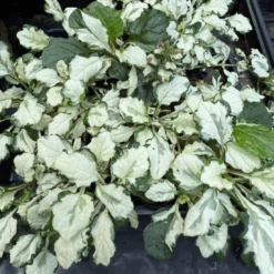 Ajuga 'Princess Leia' Bugleweed