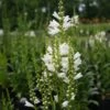 Physostegia Virginiana 'Miss Manners' Obedient Plant 2 Physostegia Virginiana 'Miss Manners' Obedient Plant -Rare Roots Physostegia virginiana Miss Manners 1