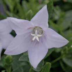 Platycodon 'Fairy Snow' Balloon Flower