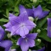 Platycodon Grandiflorus 'Sentimental Blue' Balloon Flower 1 Platycodon Grandiflorus 'Sentimental Blue' Balloon Flower -Rare Roots Platycodon Sentimental Blue Balloon Flower