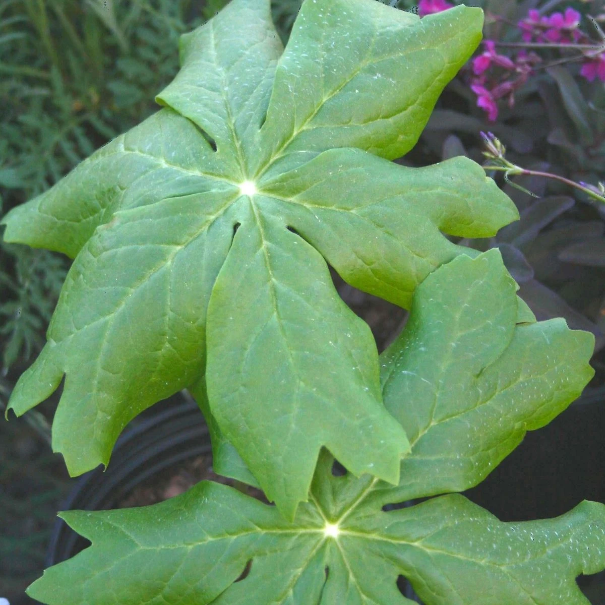 Podophyllum Peltatum 'Mayapple' 3 Podophyllum Peltatum 'Mayapple'