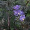 Polemonium Yezoense 'Purple Rain Strain' Jacob's Ladder 2 Polemonium Yezoense 'Purple Rain Strain' Jacob's Ladder -Rare Roots Polemonium Purple Rain Strain Jacobs Ladder