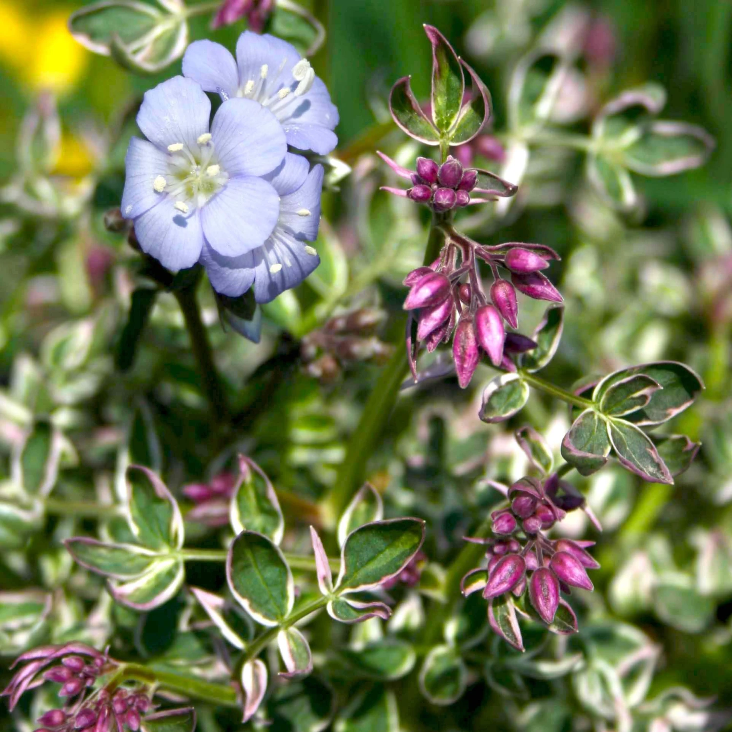Polemonium Reptans 'Touch Of Class' Jacob's Ladder 3 Polemonium Reptans 'Touch Of Class' Jacob's Ladder