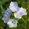 Polemonium Reptans Jacob's Ladder 1 Polemonium Reptans Jacob's Ladder -Rare Roots Polemonium reptans jacobs ladder flower