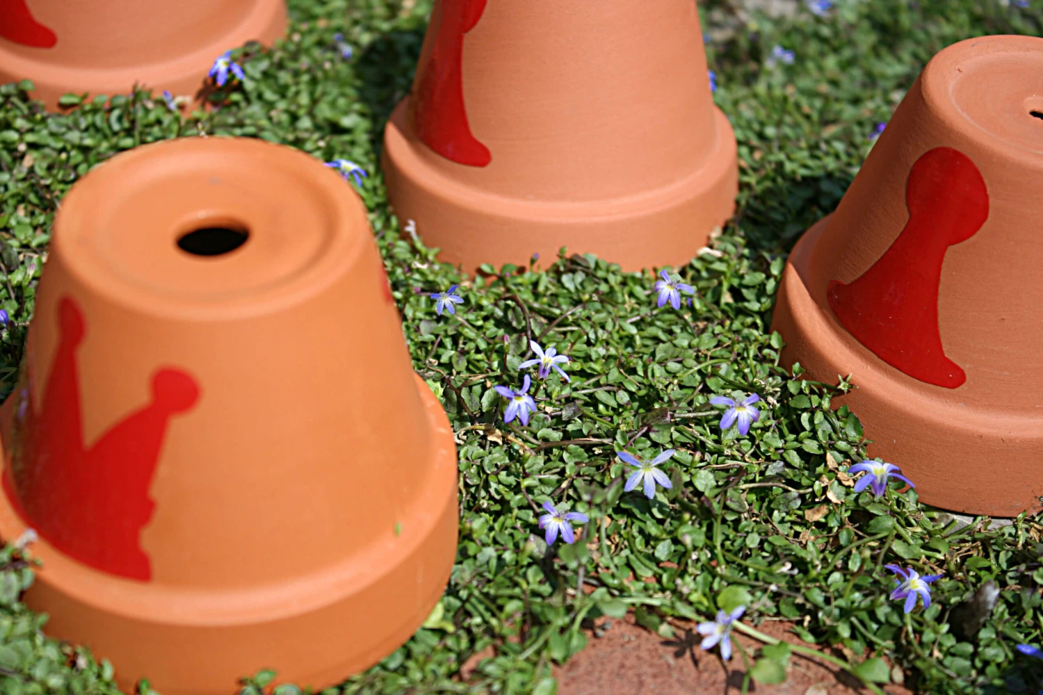 Pratia Pedunculata Little Star Creeper 3 Pratia Pedunculata Little Star Creeper