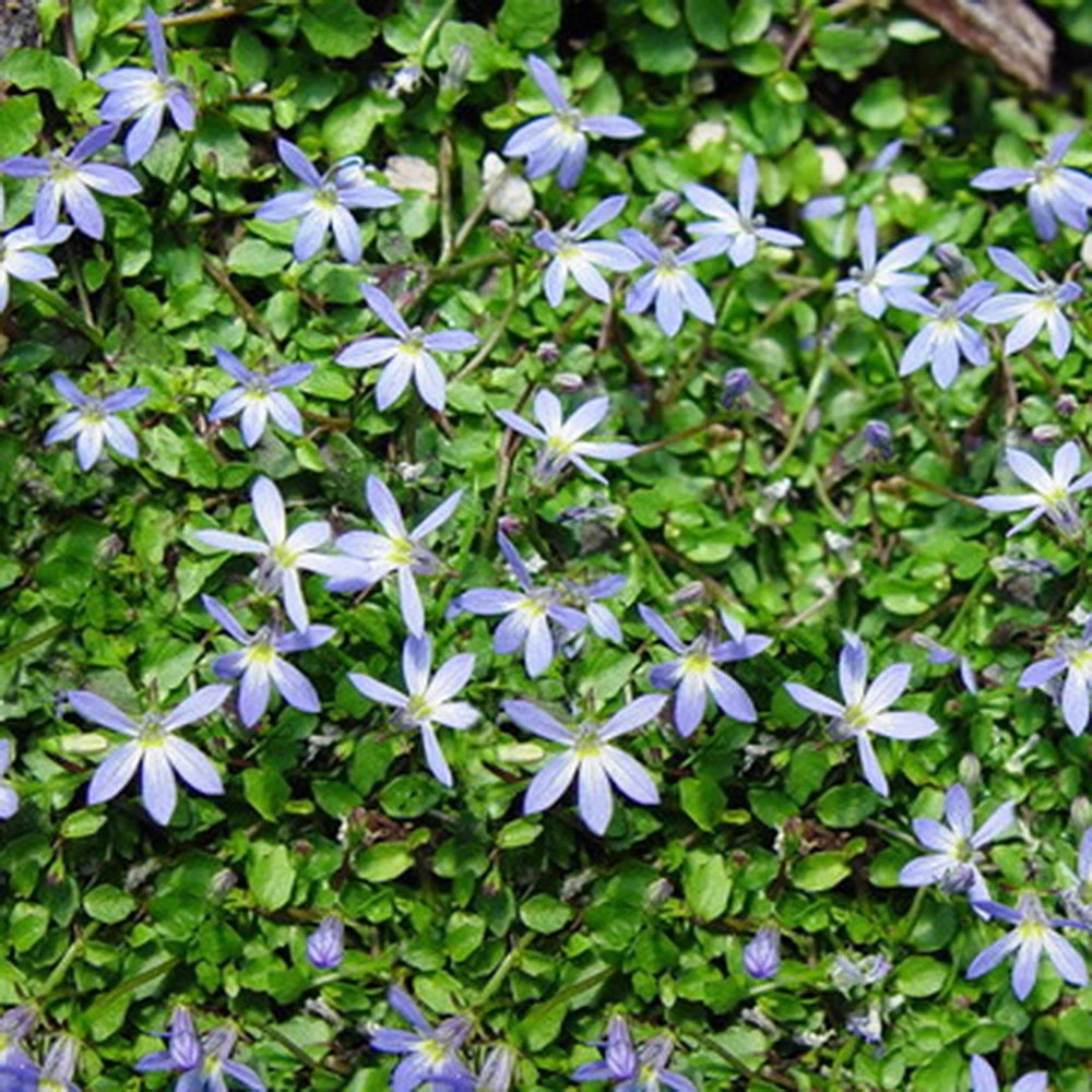 Pratia Pedunculata Little Star Creeper 4 Pratia Pedunculata Little Star Creeper - Image 2