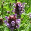 Prunella Vulgaris Self-Heal 1 Prunella Vulgaris Self-Heal -Rare Roots Prunella vulgaris self heal