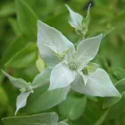 Pycnanthemum Muticum Clustered Mountain Mint -Rare Roots Pycnanthemum muticum Clustered Mountain Mint 1