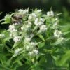 Pycnanthemum Tenuifolium Narrowleaf Mountain Mint 1 Pycnanthemum Tenuifolium Narrowleaf Mountain Mint -Rare Roots Pycnanthemum tenuifolium Narrowleaf Mountain Mint