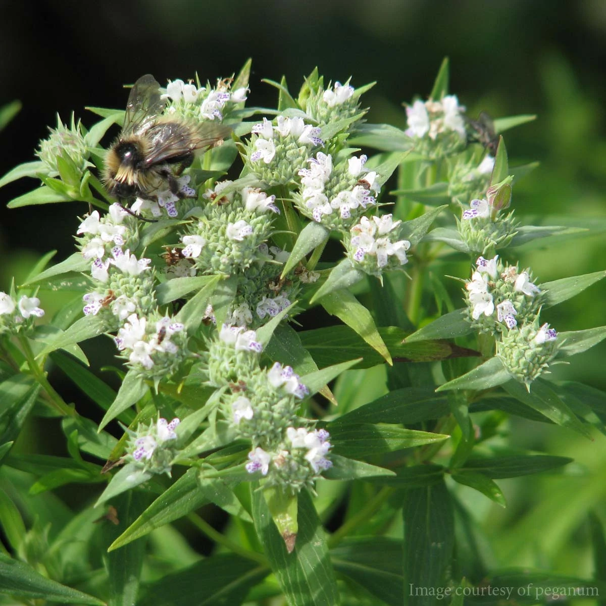 Pycnanthemum Tenuifolium Narrowleaf Mountain Mint 3 Pycnanthemum Tenuifolium Narrowleaf Mountain Mint
