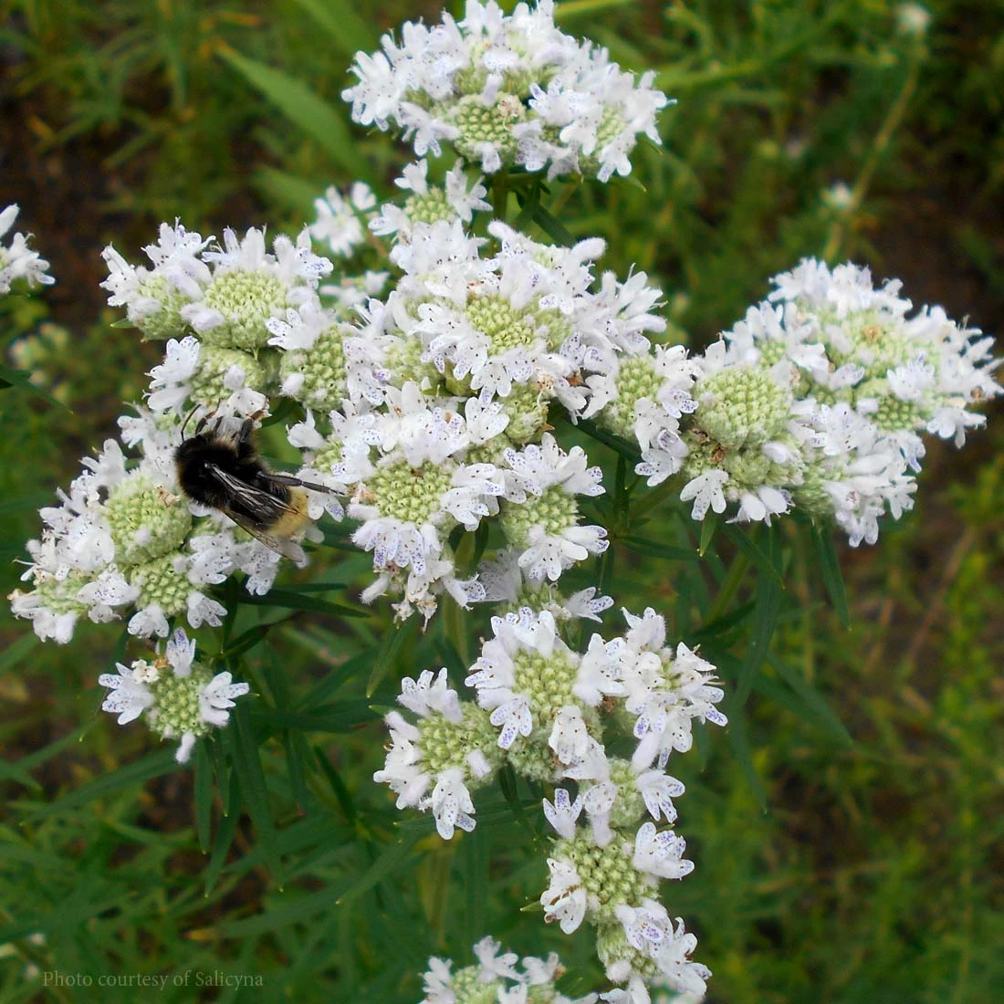 Pycnanthemum Virginianum Virginia Mountain Mint 3 Pycnanthemum Virginianum Virginia Mountain Mint