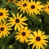 Rudbeckia Fulgida 'Goldsturm' Black-Eyed Susan 1 Rudbeckia Fulgida 'Goldsturm' Black-Eyed Susan -Rare Roots RDB GOLDSTURM spi