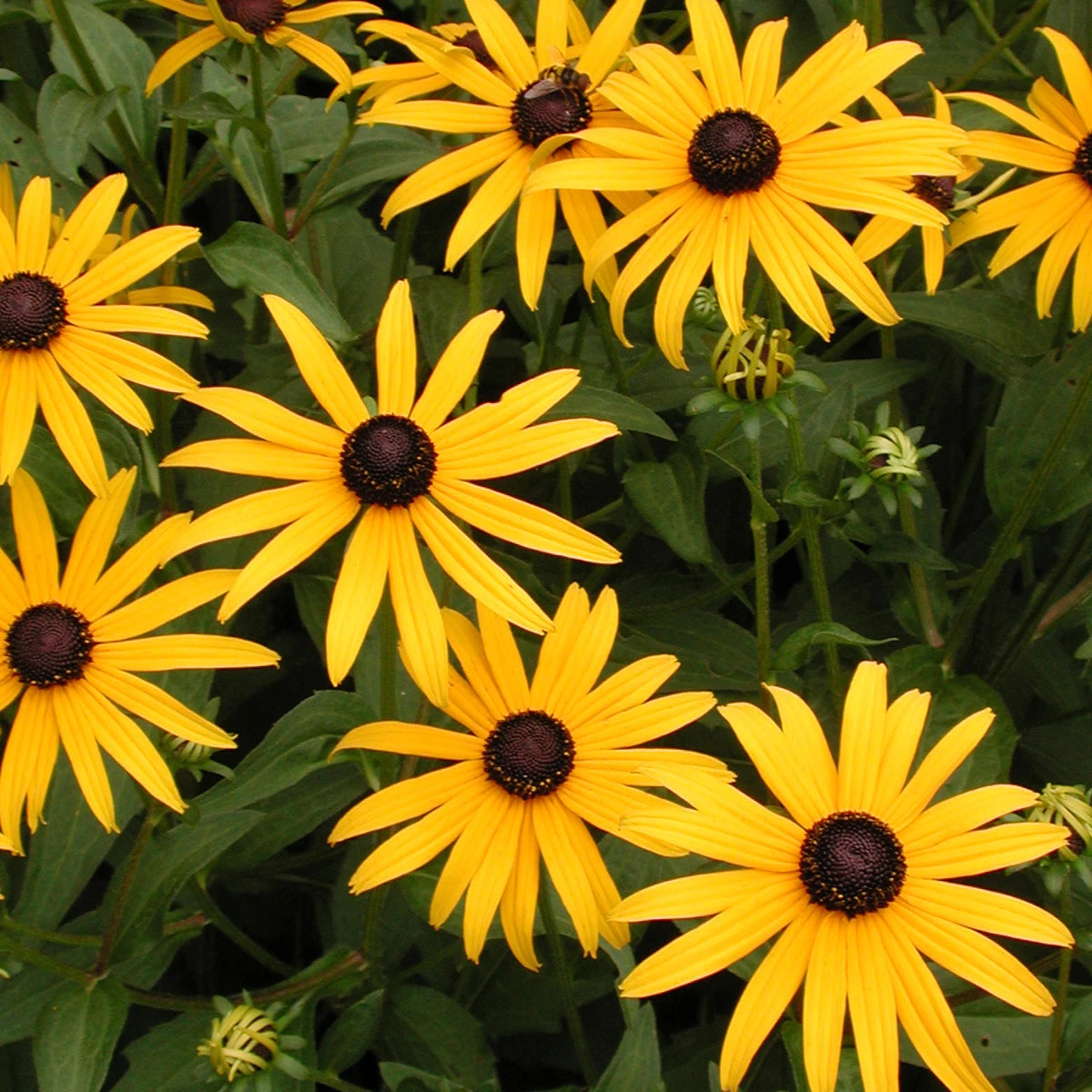 Rudbeckia Fulgida 'Goldsturm' Black-Eyed Susan 3 Rudbeckia Fulgida 'Goldsturm' Black-Eyed Susan