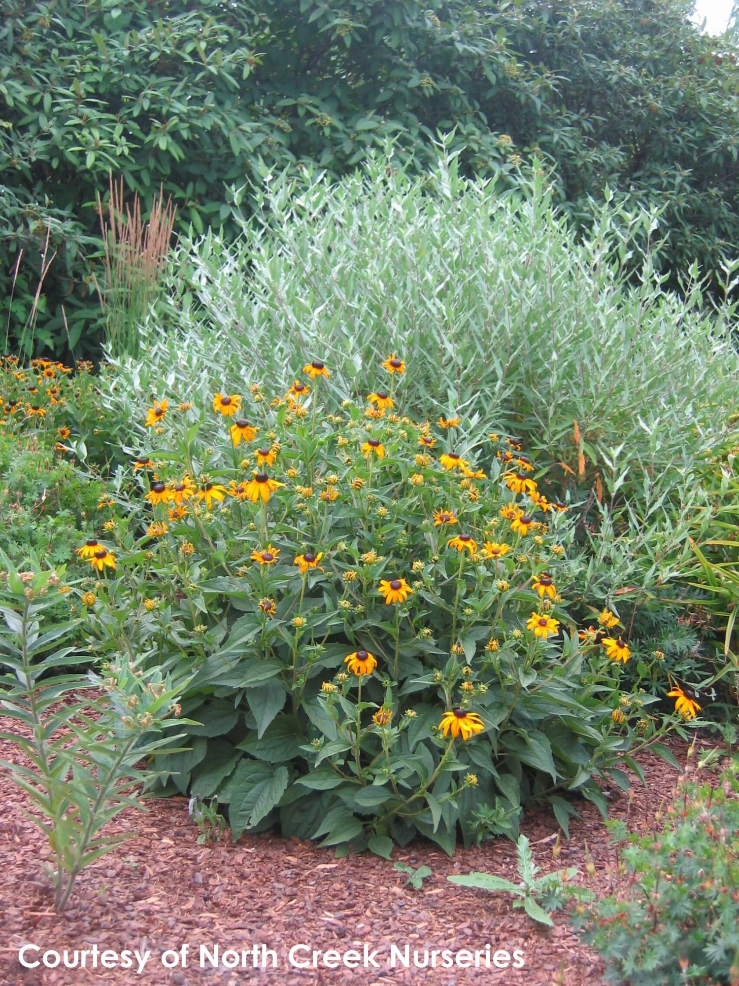 Rudbeckia Fulgida 'Goldsturm' Black-Eyed Susan 4 Rudbeckia Fulgida 'Goldsturm' Black-Eyed Susan - Image 2