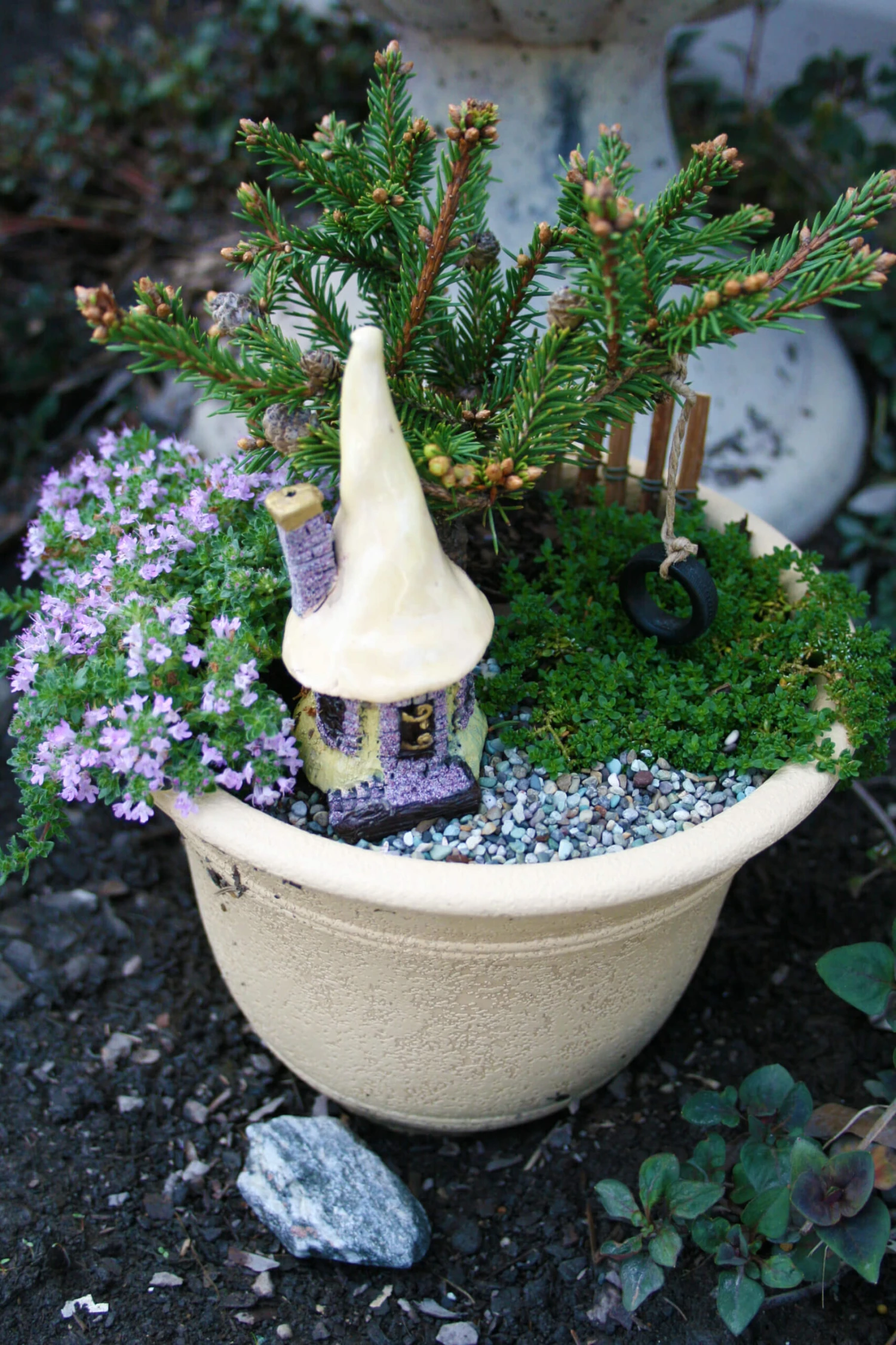 Thyme 'Coccineus' 3 Thyme 'Coccineus'