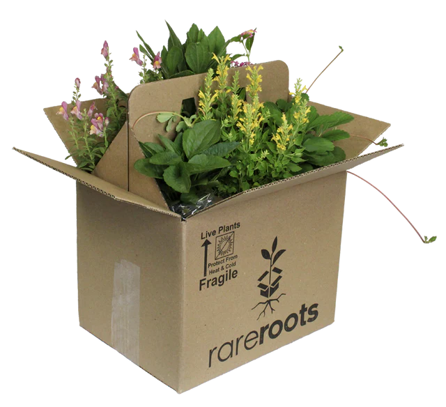 Rare Roots -Rare Roots RR Box small