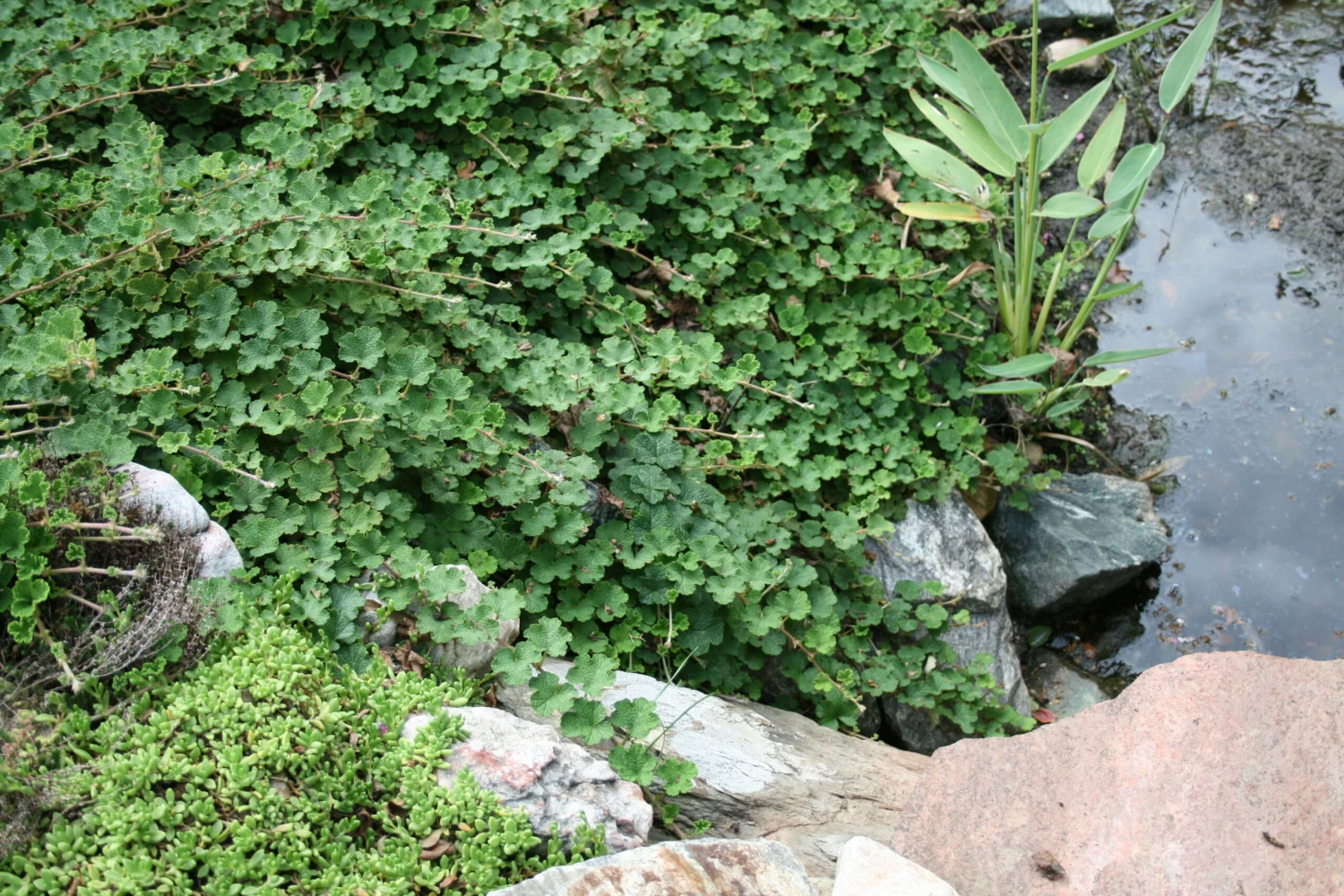 Rubus Calycinoides Creeping Raspberry 5 Rubus Calycinoides Creeping Raspberry - Image 3
