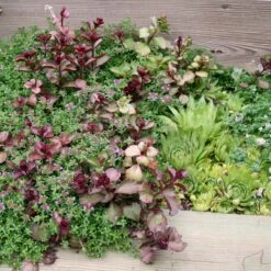 Rock Garden Collection -Rare Roots Rock Garden Collection 2