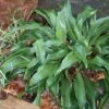 Rohdea Japonica Sacred Lily Of China -Rare Roots Rohdea japonica EZ