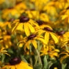 Rudbeckia Fulgida 'American Gold Rush' Black-Eyed Susan 1 Rudbeckia Fulgida 'American Gold Rush' Black-Eyed Susan -Rare Roots Rudbeckia American Gold Rush Black Eyed Susan