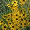 Rudbeckia Missouriensis Black Eyed Susan 2 Rudbeckia Missouriensis Black Eyed Susan -Rare Roots Rudbeckia missouriensis