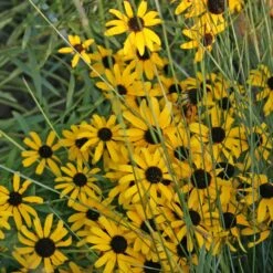 Rudbeckia Missouriensis Black Eyed Susan