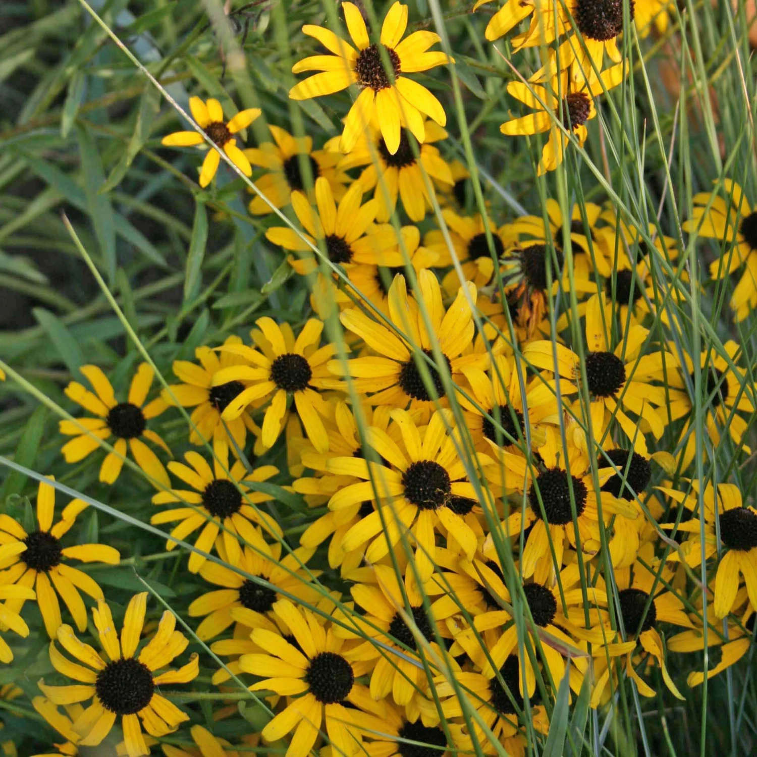 Rudbeckia Missouriensis Black Eyed Susan 3 Rudbeckia Missouriensis Black Eyed Susan