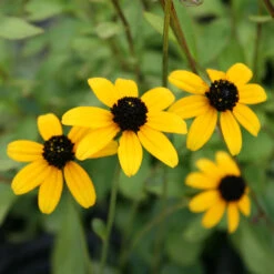 Rudbeckia Triloba 'Blackjack Gold'
